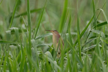 Yellow Bittern 福岡県 Sun, 6/20/2021