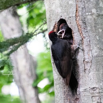 Black Woodpecker 北海道 Unknown Date