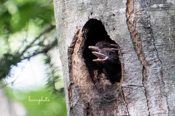 Black Woodpecker 北海道 Unknown Date