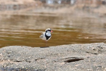 Black-fronted Dotterel Lake Field National Park Sat, 10/19/2019