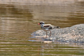 Black-fronted Dotterel Lake Field National Park Sat, 10/19/2019