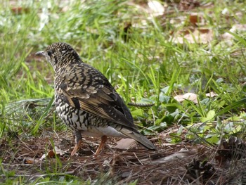 トラツグミ 長居公園植物園 2017年3月24日(金)