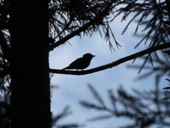 2021年6月20日(日) 海上の森の野鳥観察記録