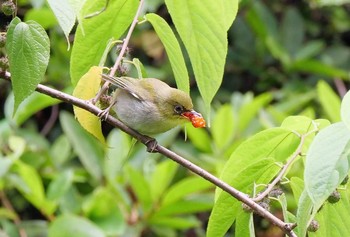 メジロ 鎌北湖 2021年6月20日(日)