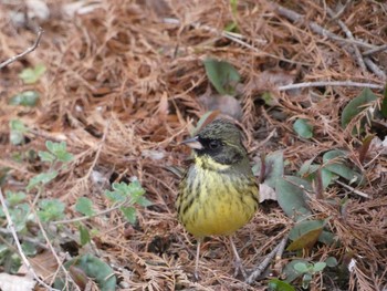 アオジ 長居公園植物園 2017年3月24日(金)