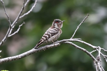 Japanese Pygmy Woodpecker 夙川河川敷公園 Sun, 5/16/2021