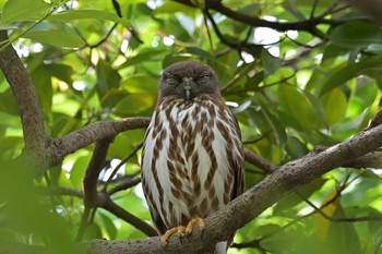 Northern Boobook 神奈川県 Fri, 6/18/2021