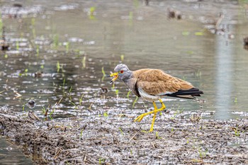 Grey-headed Lapwing 明石市大久保町 Sat, 6/5/2021