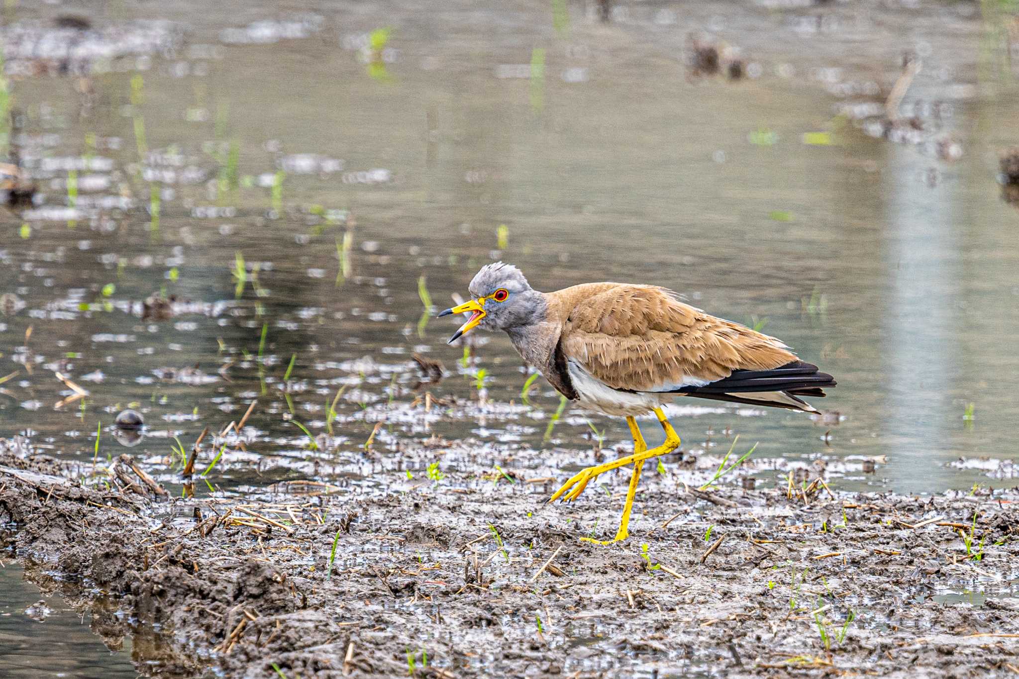 Photo of Grey-headed Lapwing at 明石市大久保町 by ときのたまお