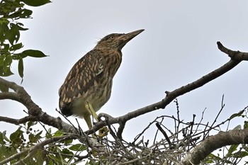 Black-crowned Night Heron 神奈川県 Mon, 6/21/2021