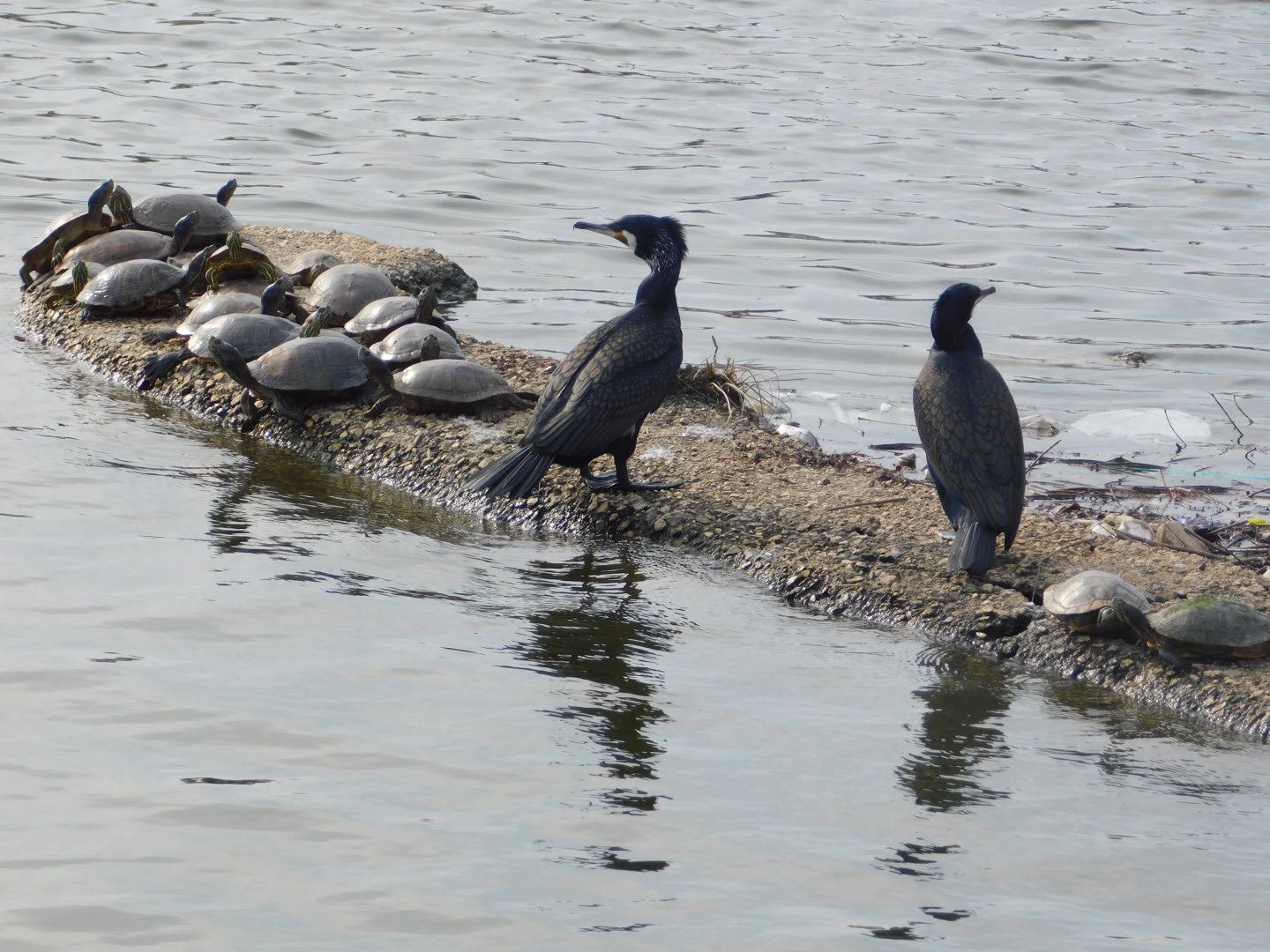Photo of Great Cormorant at 