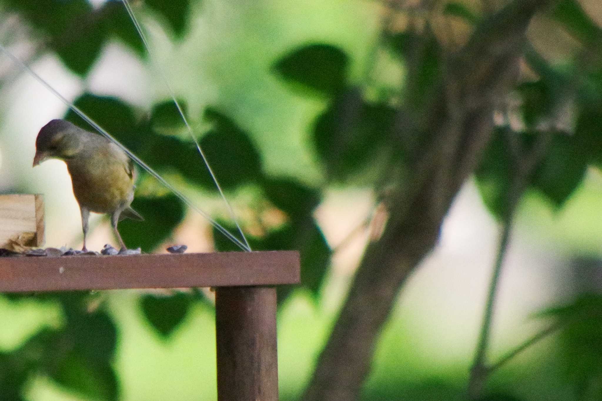 カワラヒワ