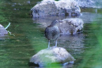 2021年6月23日(水) 福井緑地(札幌市西区)の野鳥観察記録