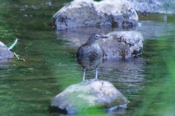 カワガラス 福井緑地(札幌市西区) 2021年6月23日(水)