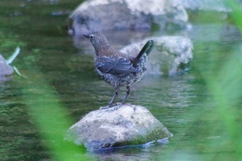 カワガラス 福井緑地(札幌市西区) 2021年6月23日(水)