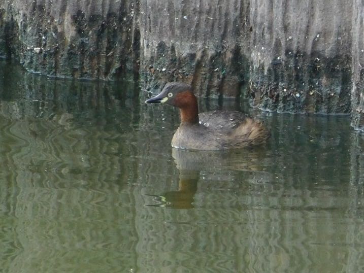 Photo of Little Grebe at 