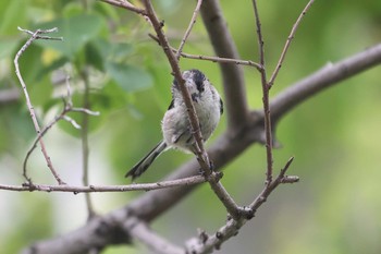 Long-tailed Tit 夙川河川敷公園 Sun, 5/16/2021