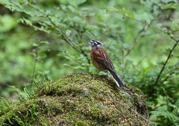 Meadow Bunting 長倉神社 Wed, 6/23/2021