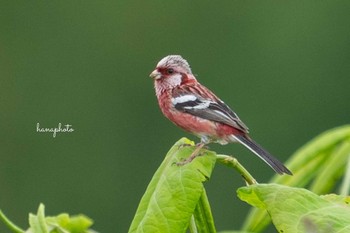 Siberian Long-tailed Rosefinch 北海道 Mon, 6/21/2021