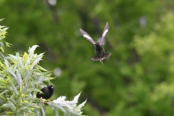 Crested Myna 金井遊水地(金井遊水池) Wed, 6/23/2021