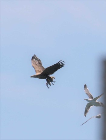 オジロワシ 北海道 2018年6月28日(木)