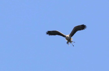 オジロワシ 北海道 2018年6月28日(木)