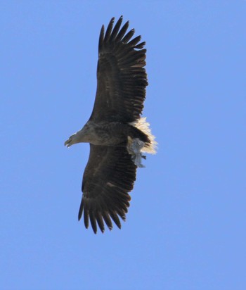 White-tailed Eagle 北海道 Thu, 6/28/2018