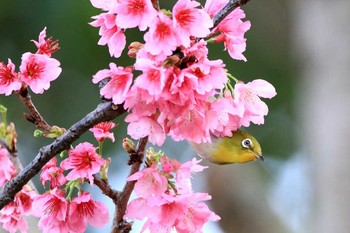 Japanese White-eye(loochooensis) Amami Forest Police Mon, 2/27/2017