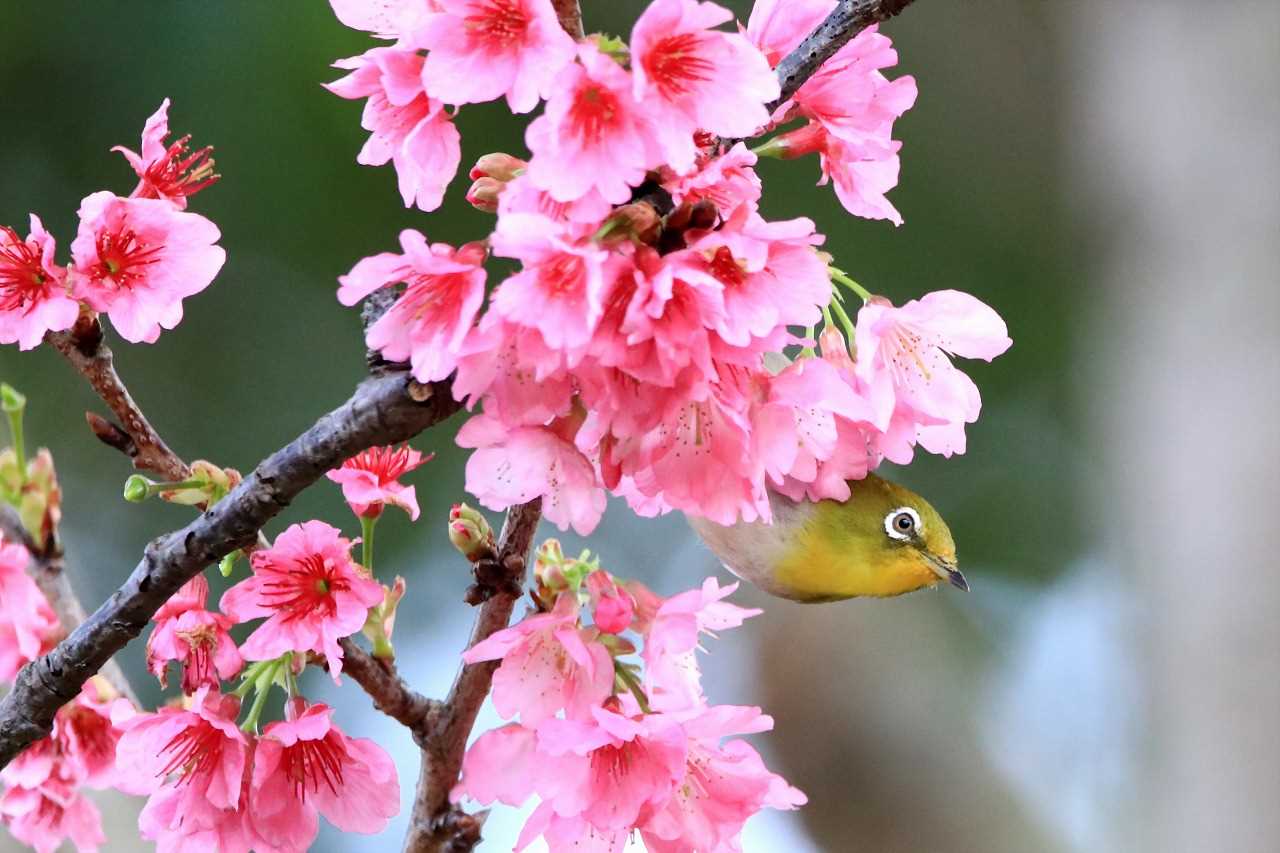 寒緋桜とリュウキュウメジロ