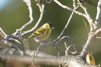 マヒワ かみね公園(茨城県) 2020年11月4日(水)