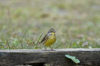 アオジ 小木津山自然公園（茨城県） 2020年11月11日(水)