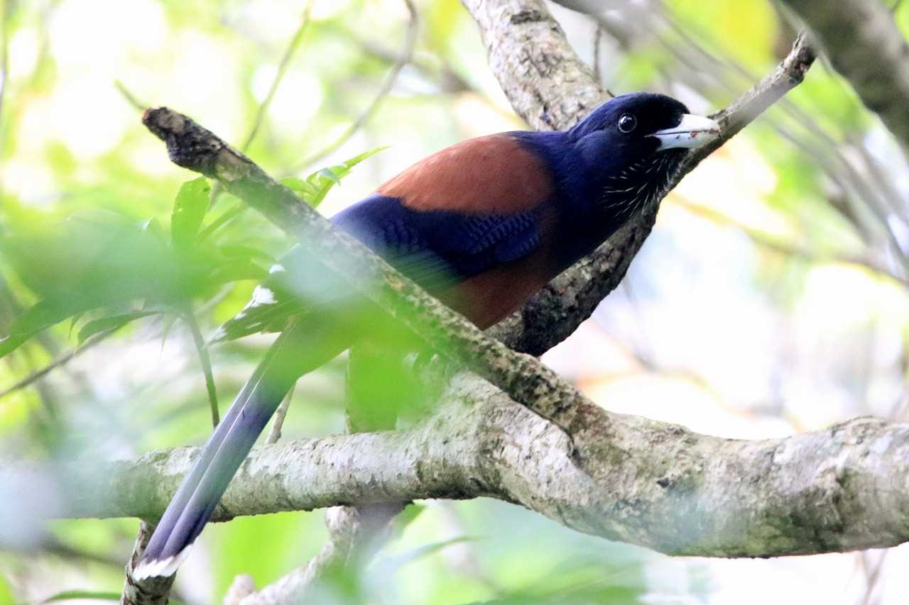 Photo of Lidth's Jay at Amami Forest Police by とみやん