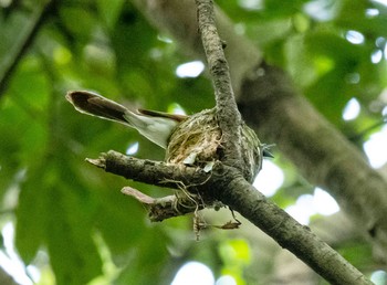 Black Paradise Flycatcher 岐阜市 Wed, 6/23/2021