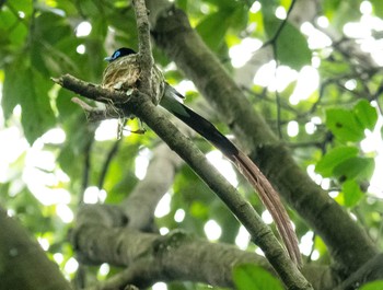 Black Paradise Flycatcher 岐阜市 Wed, 6/23/2021