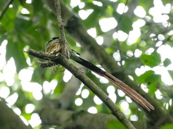 Black Paradise Flycatcher 岐阜市 Wed, 6/23/2021