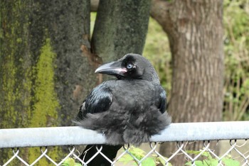 2021年6月21日(月) 東京都北区の野鳥観察記録