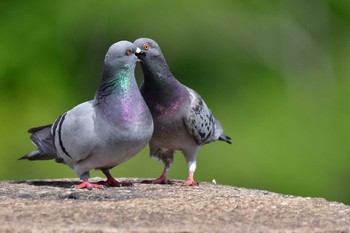 Rock Dove Osaka castle park Sat, 5/22/2021