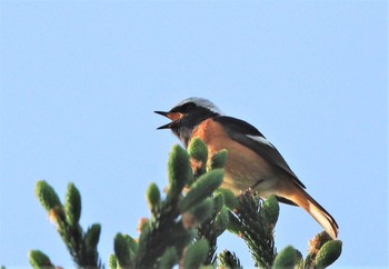 ジョウビタキ 大峯山系 2021年6月20日(日)