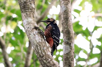 White-backed Woodpecker(owstoni)