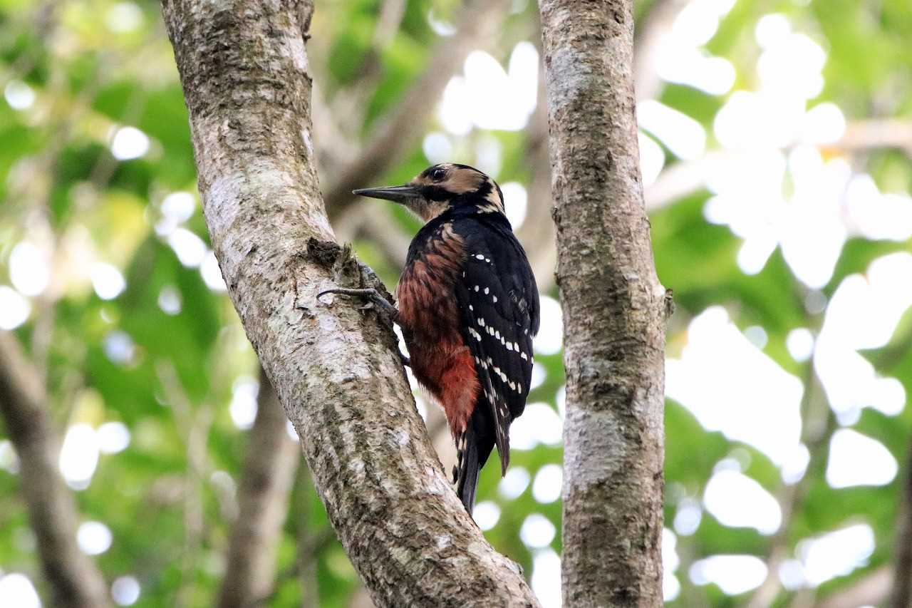 Photo of White-backed Woodpecker(owstoni) at Amami Forest Police