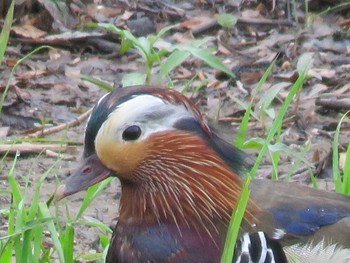 2021年6月23日(水) 函館市の野鳥観察記録