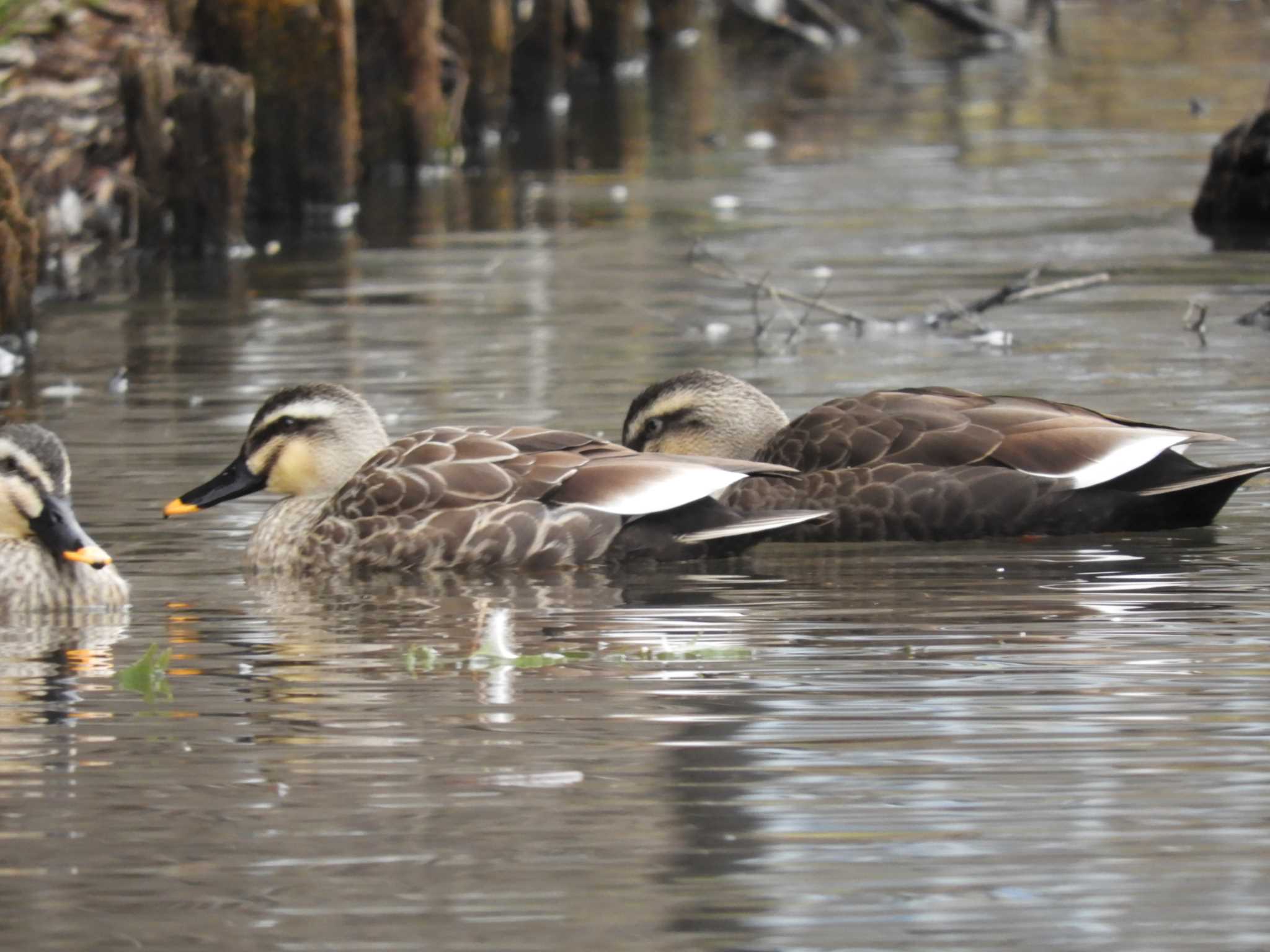 Eastern Spot-billed Duck