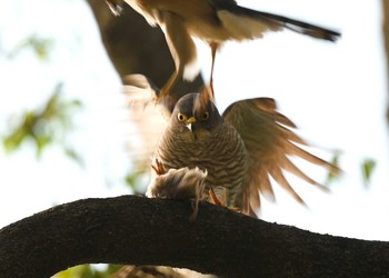 Japanese Sparrowhawk Unknown Spots Sun, 6/20/2021