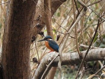 カワセミ 千葉市泉自然公園 2017年2月28日(火)