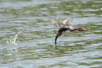 カイツブリ 都立浮間公園 2021年6月15日(火)