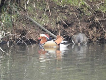 Mandarin Duck 千葉市泉自然公園 Tue, 2/28/2017