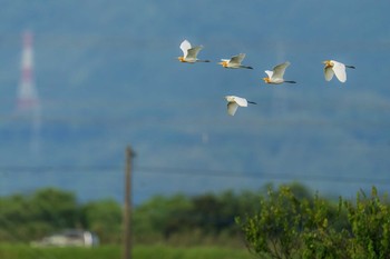 Eastern Cattle Egret Unknown Spots Sun, 6/20/2021