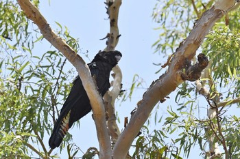 Red-tailed Black Cockatoo Lake Field National Park Sat, 10/19/2019