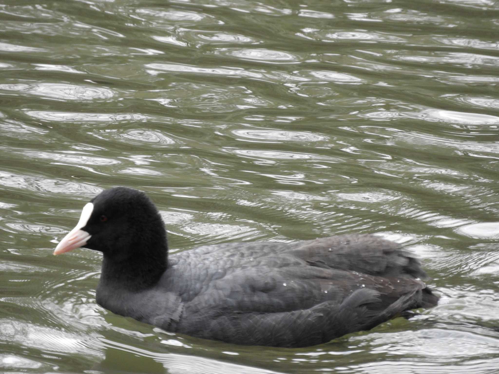 Eurasian Coot