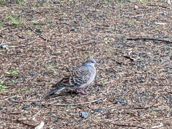 2021年6月19日(土) 函館市の野鳥観察記録